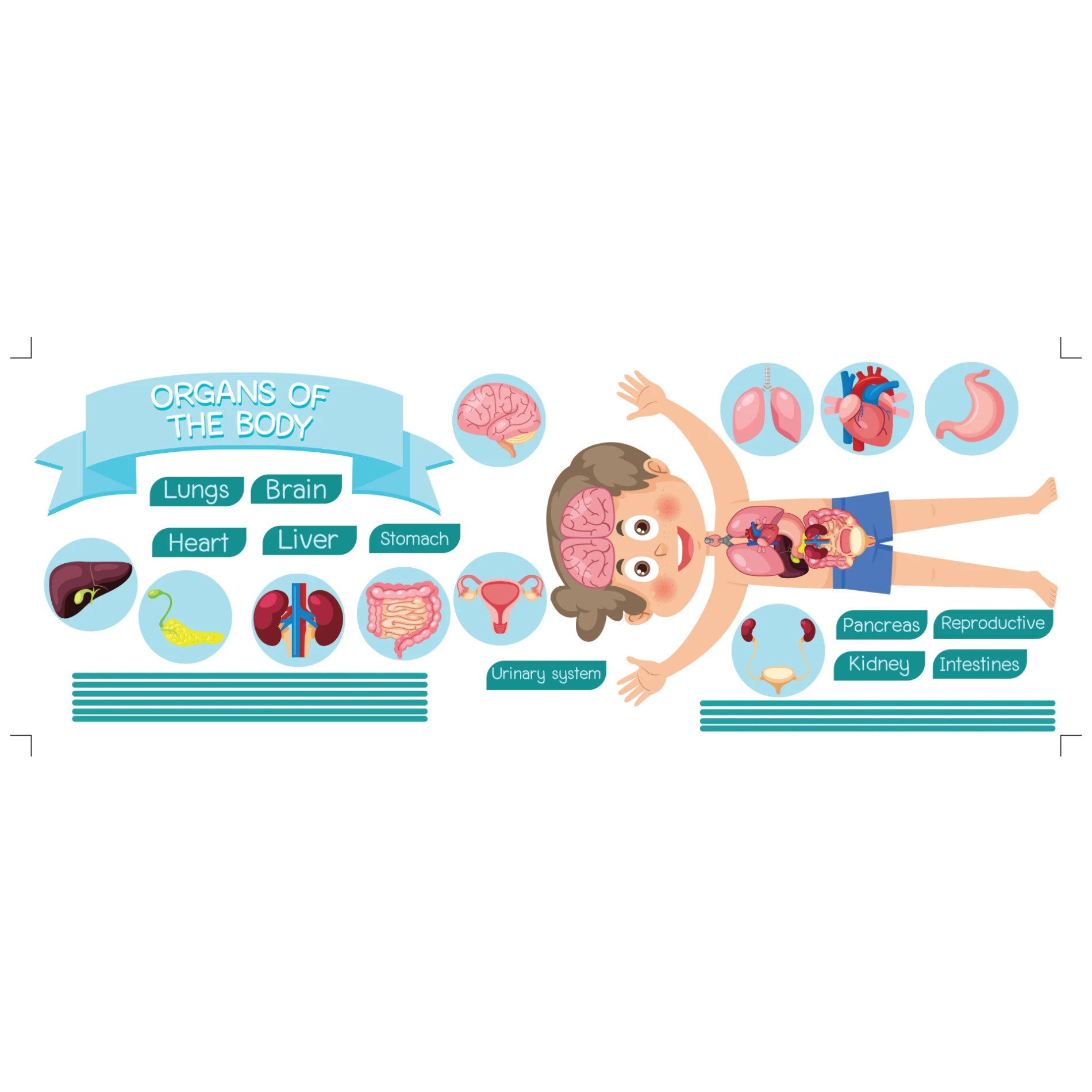 Organs Of The Body 