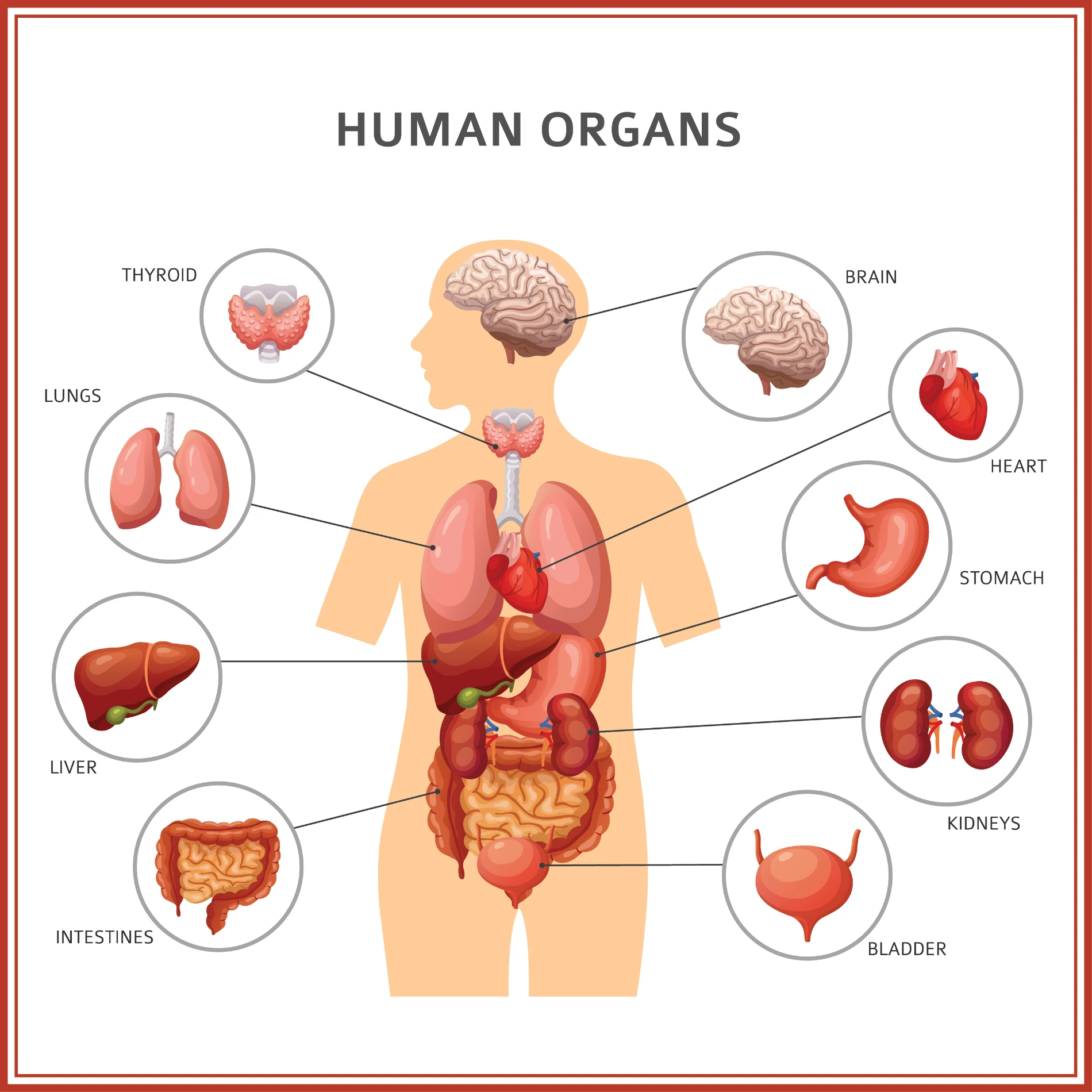 İç Organlar Anatomi 