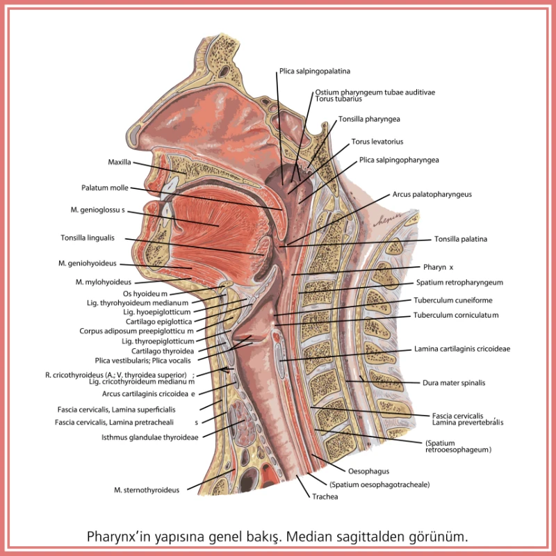 Burun - Boğaz Anatomi