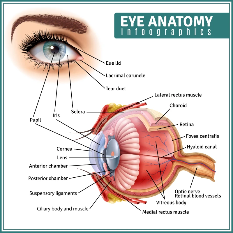 Göz Anatomi