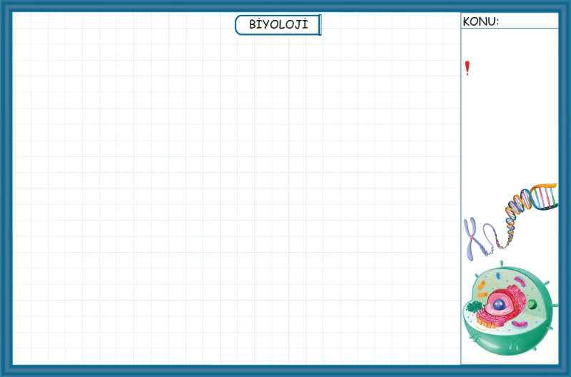 Yapışkanlı Biyoloji Branş Tahtası